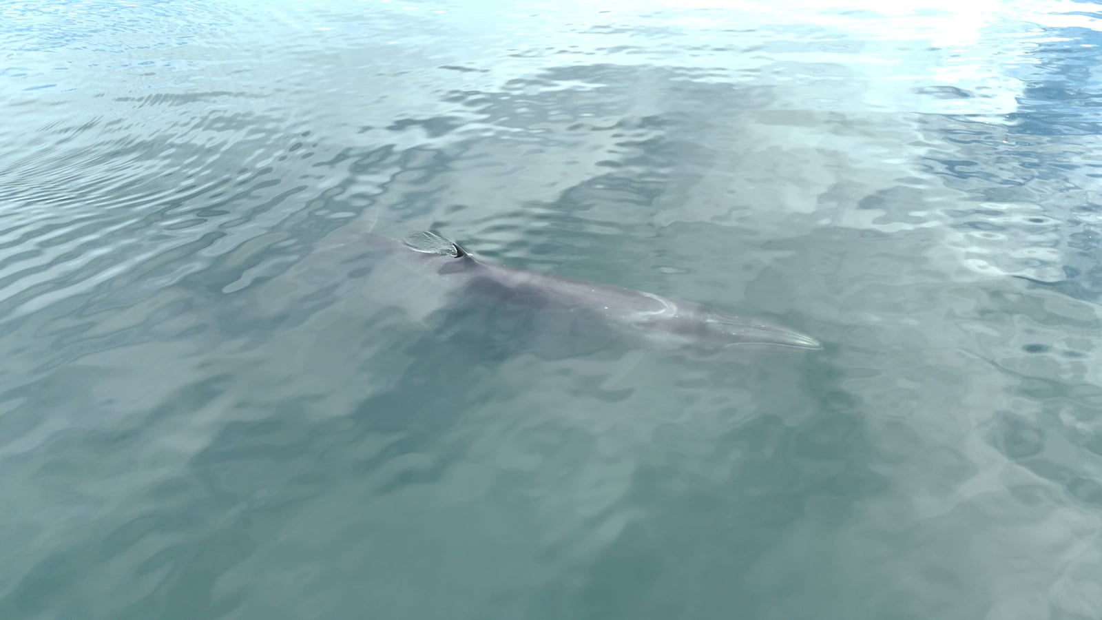 Live sei whale swimming just under the surface, back and small dorsal fin visible through clear water