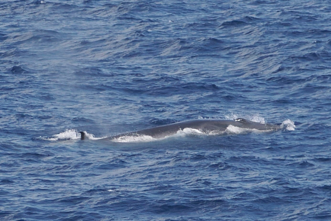 Live sei whale surfacing in blue ocean water, curved dorsal fin cutting the surface