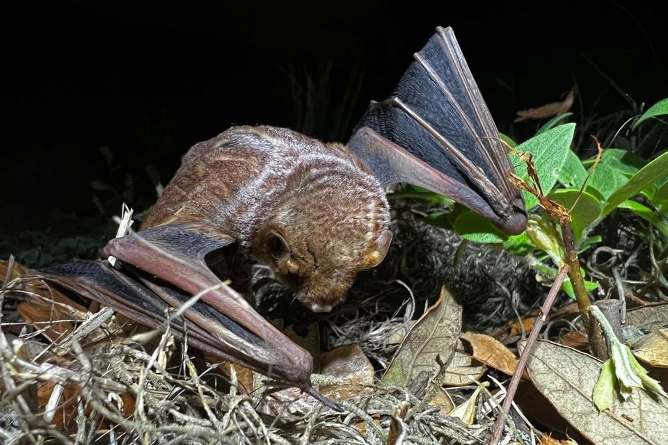 Seminole bat resting on leaf litter at night with wings partly folded
