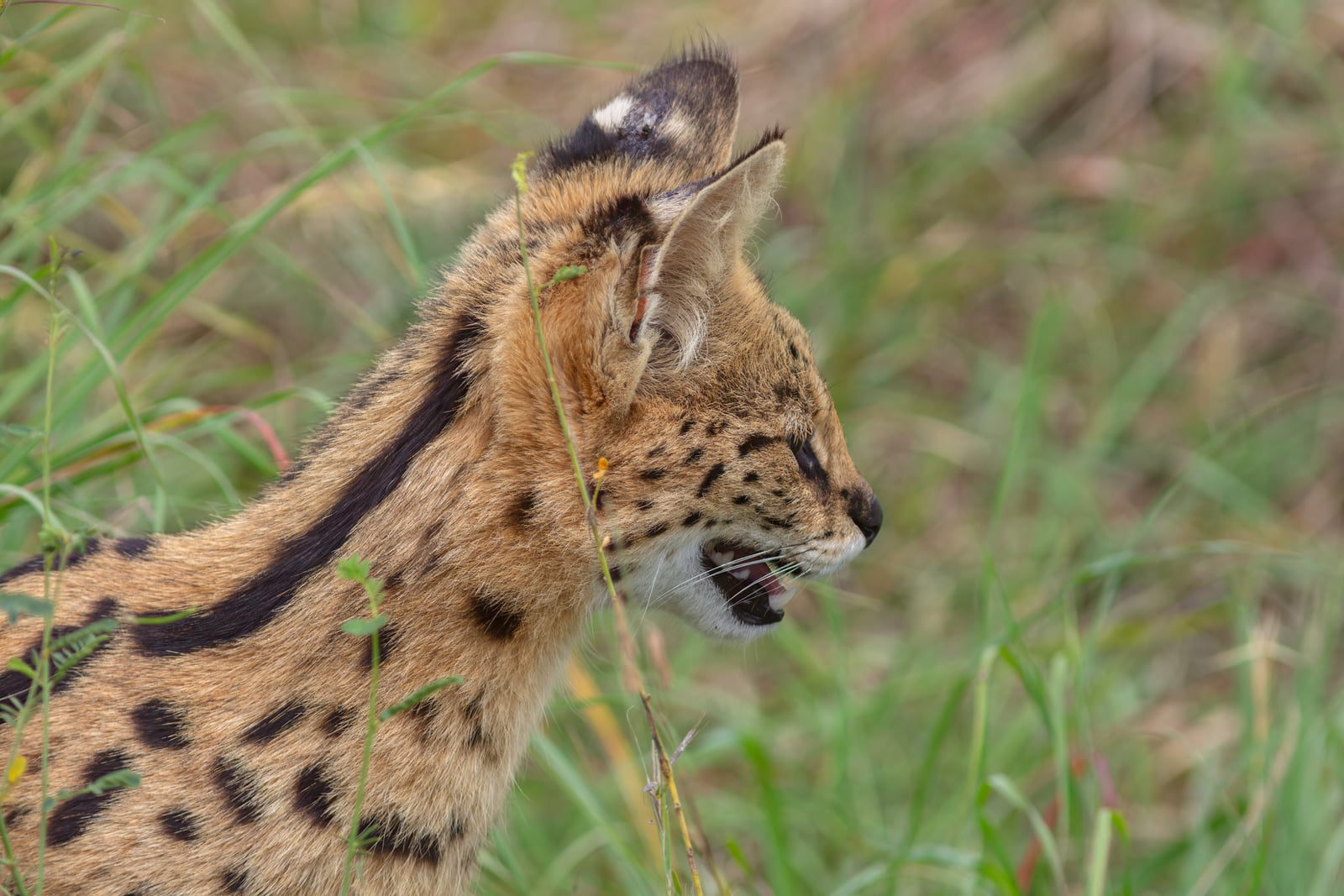 Serval (Leptailurus serval), parque nacional de Tarangire, Tanzania, 2024-05-25, DD 53