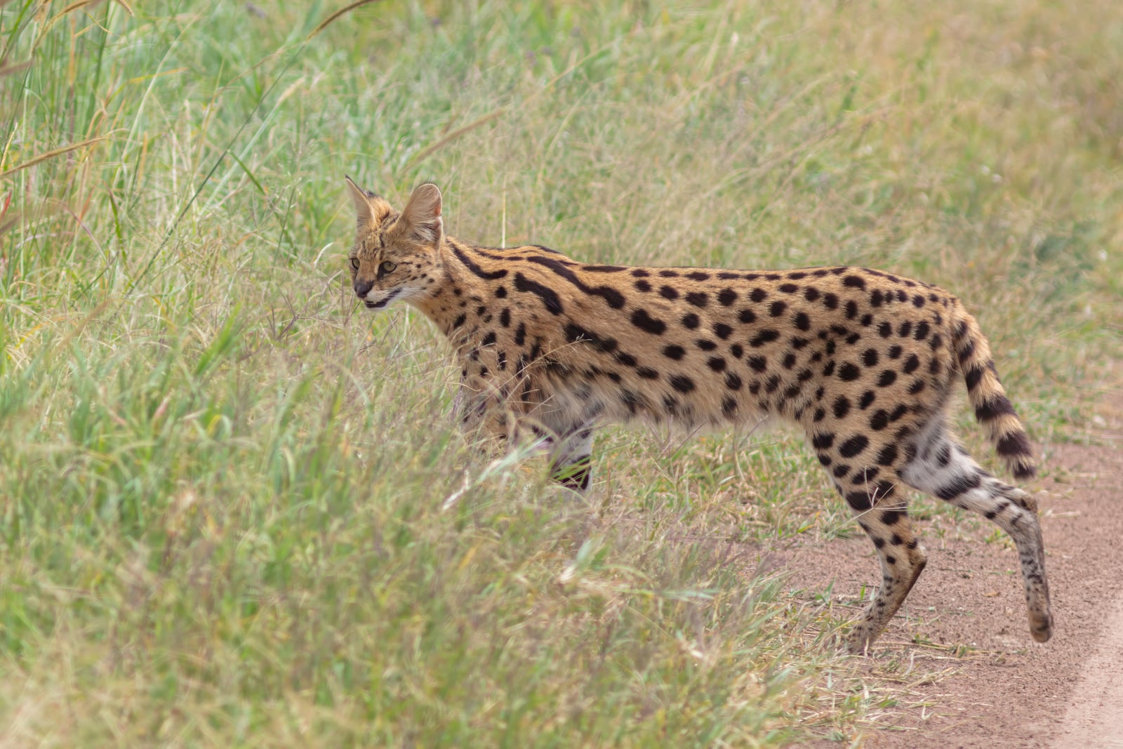 Serval (Leptailurus serval), parque nacional de Tarangire, Tanzania, 2024-05-25, DD 55