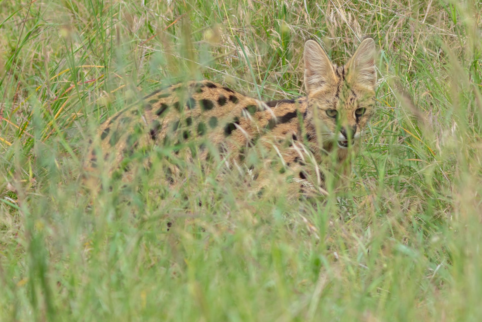 Serval (Leptailurus serval), parque nacional de Tarangire, Tanzania, 2024-05-25, DD 52
