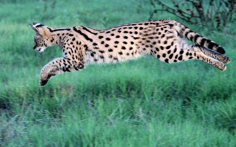 Leptailurus serval ssp. serval