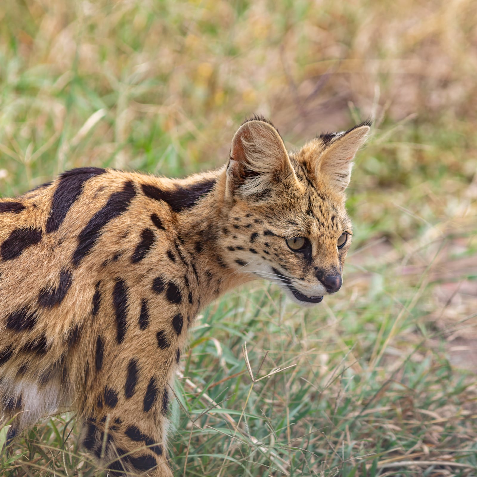 Serval (Leptailurus serval), parque nacional de Tarangire, Tanzania, 2024-05-25, DD 54