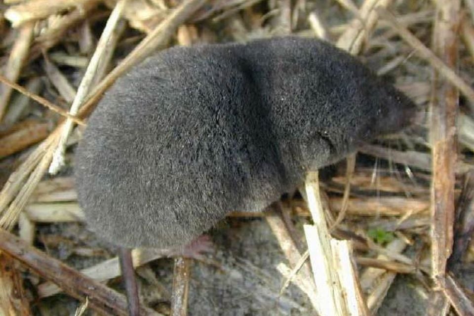 Southern short-tailed shrew