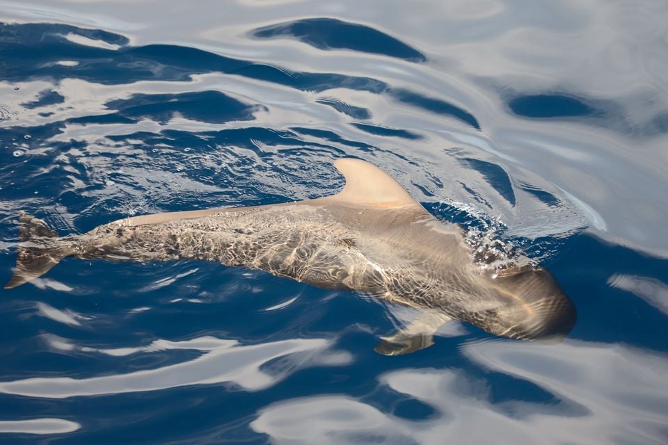 Short-finned Pilot Whale off Tenerife