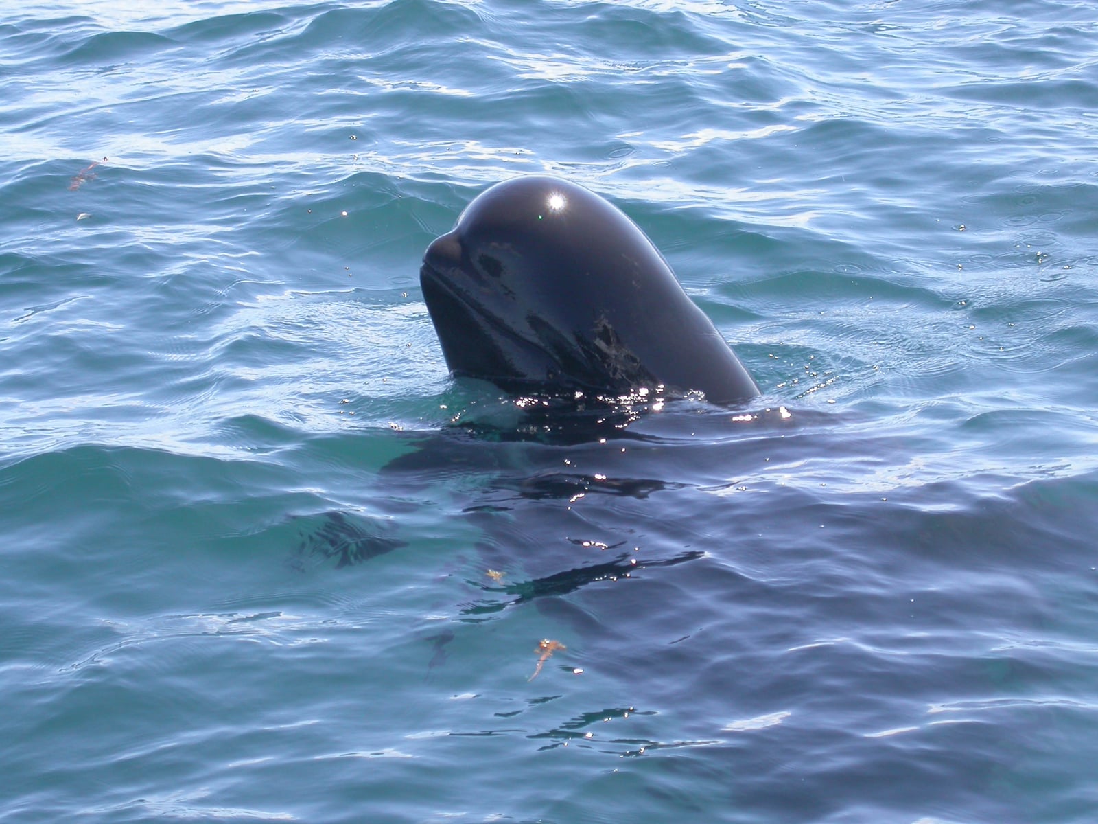 Short-finned Pilot Whale (Globicephala macrorhynchus) (8604841637)