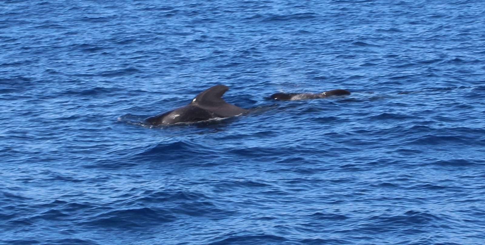 Short-finned Pilot Whale (Globicephala macrorhynchus)