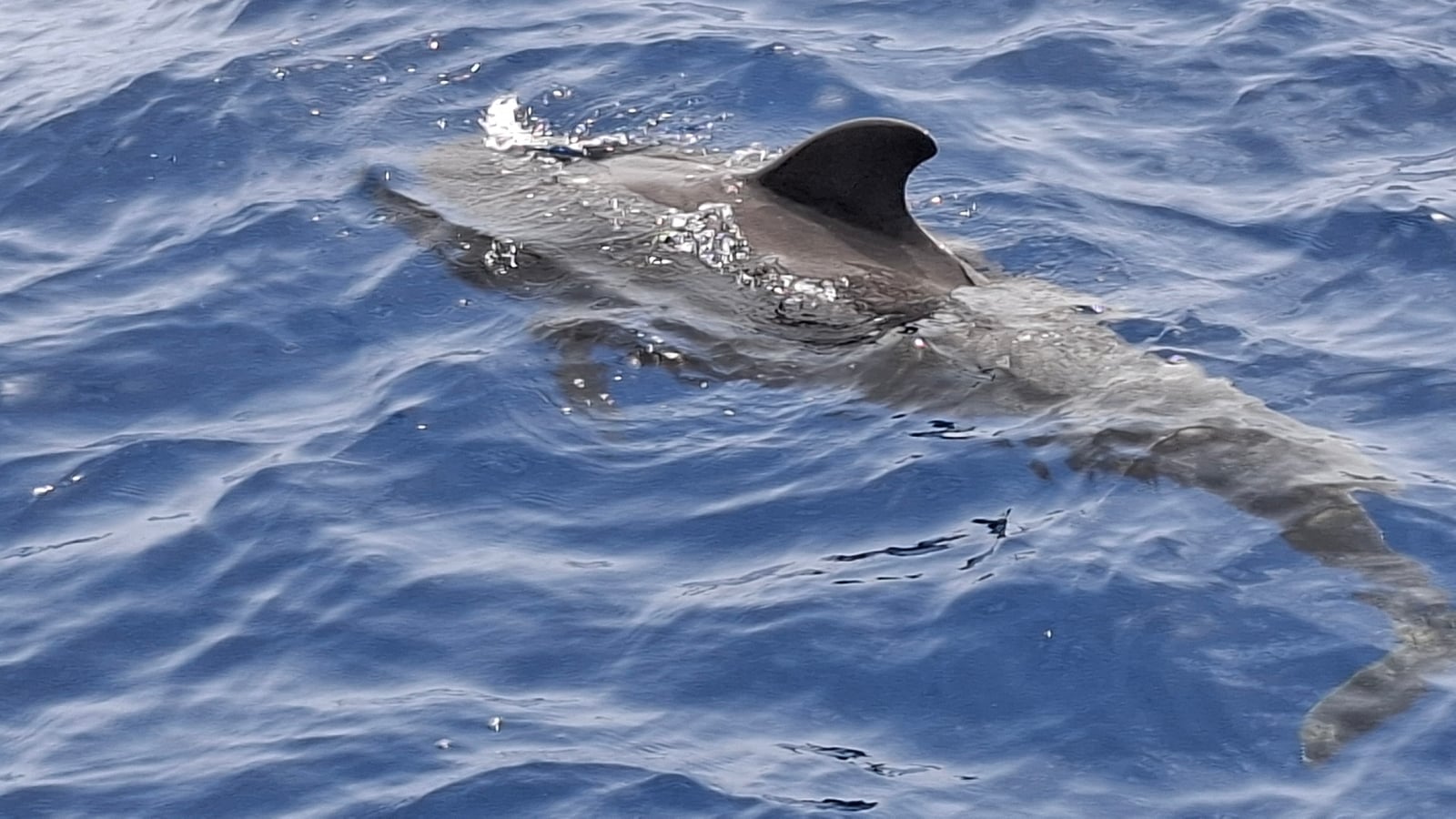 Short-finned Pilot Whale (Globicephala macrorhynchus)