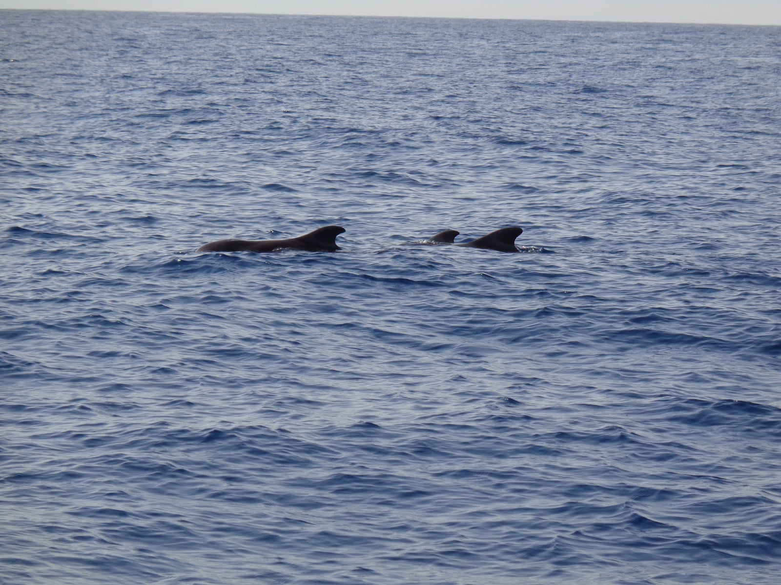 Short-finned Pilot Whale (Globicephala macrorhynchus)