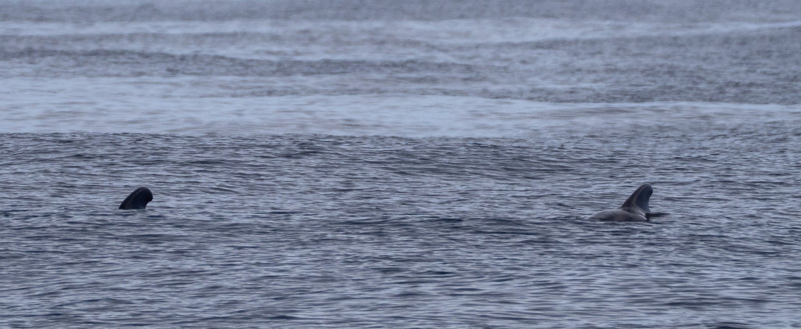 Short-finned Pilot Whale (Globicephala macrorhynchus)