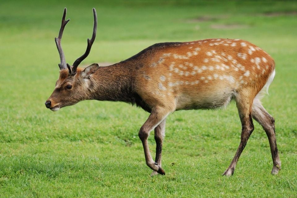 Sika Deer (Cervus nippon)