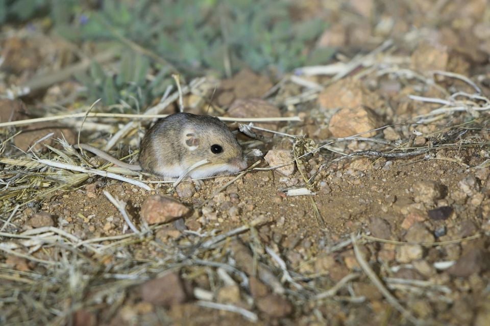 Silky pocket mouse crouched on sandy grassland ground