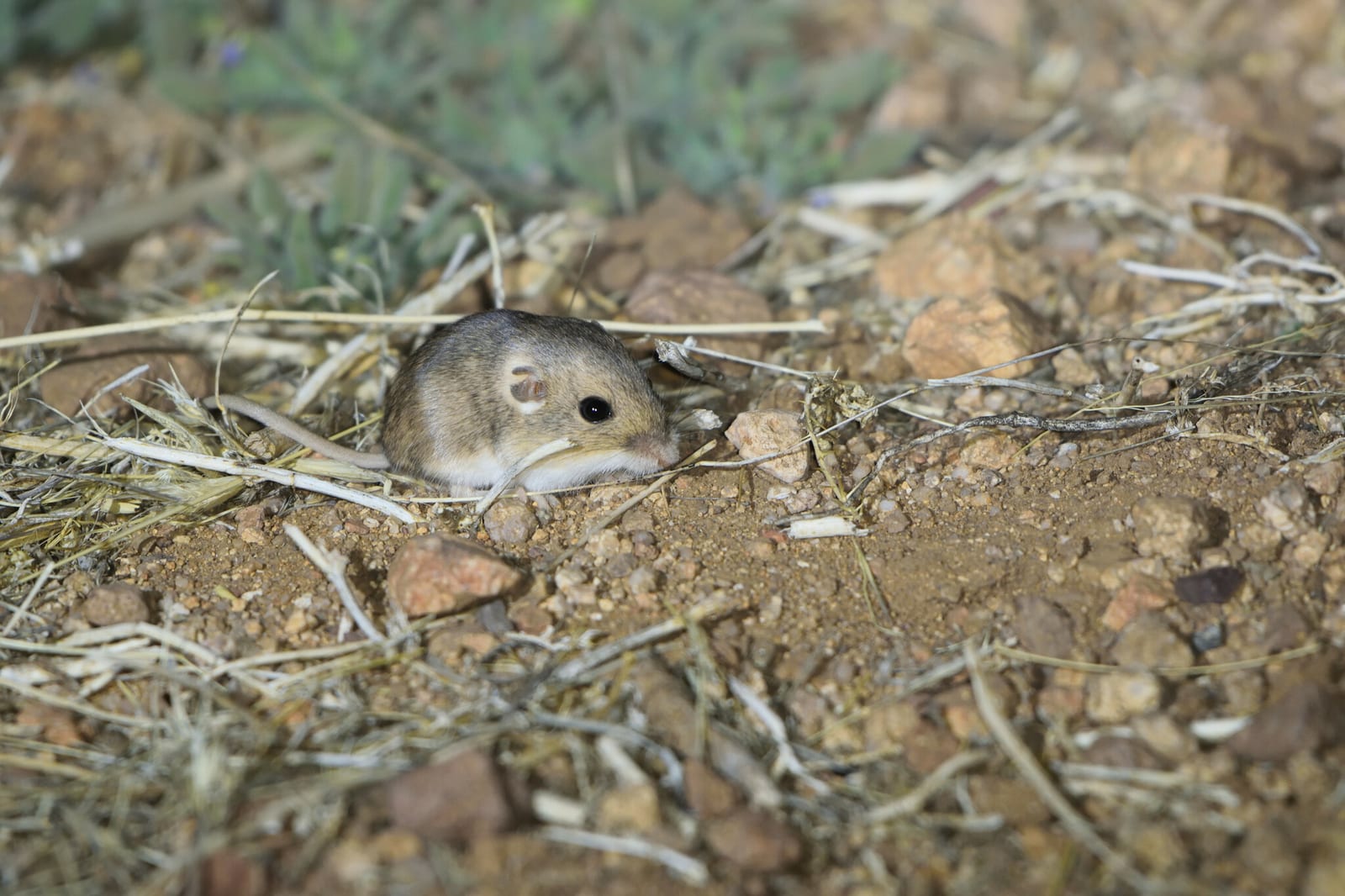 Silky pocket mouse crouched on sandy grassland ground