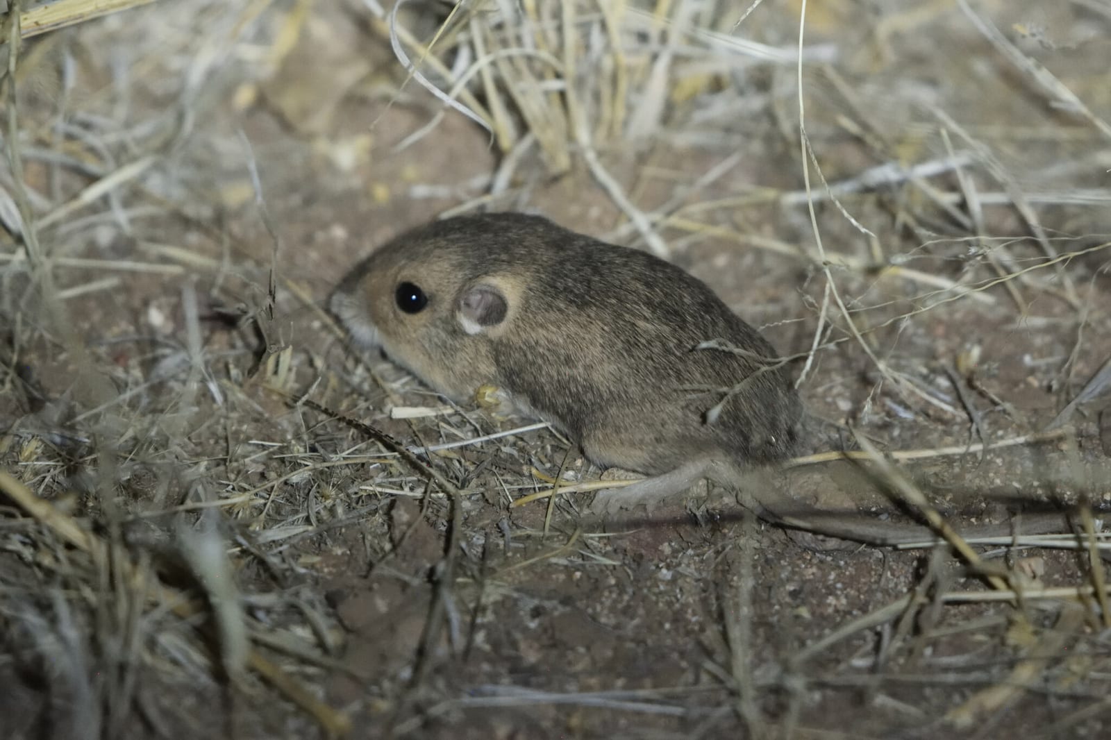 Silky pocket mouse standing in dry grass