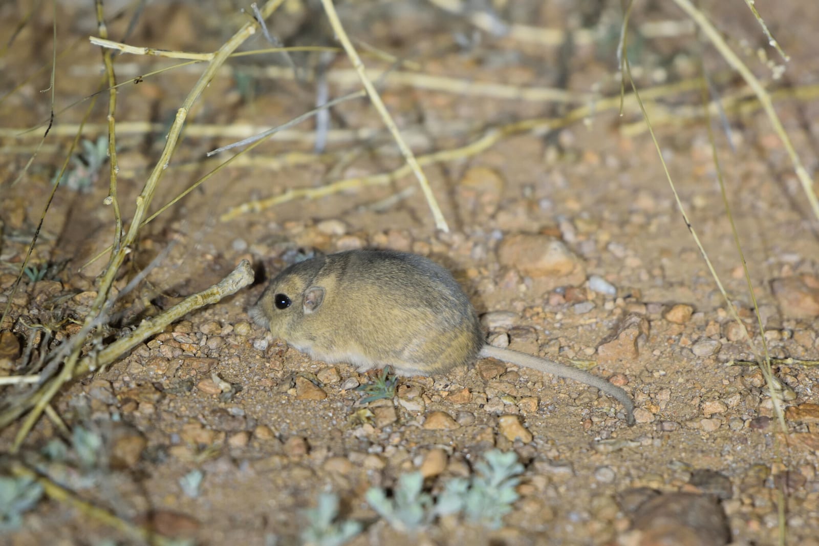Silky pocket mouse side view on open sandy soil