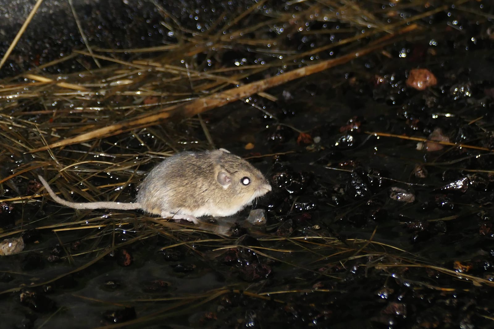 Silky pocket mouse moving through wet pine litter at night