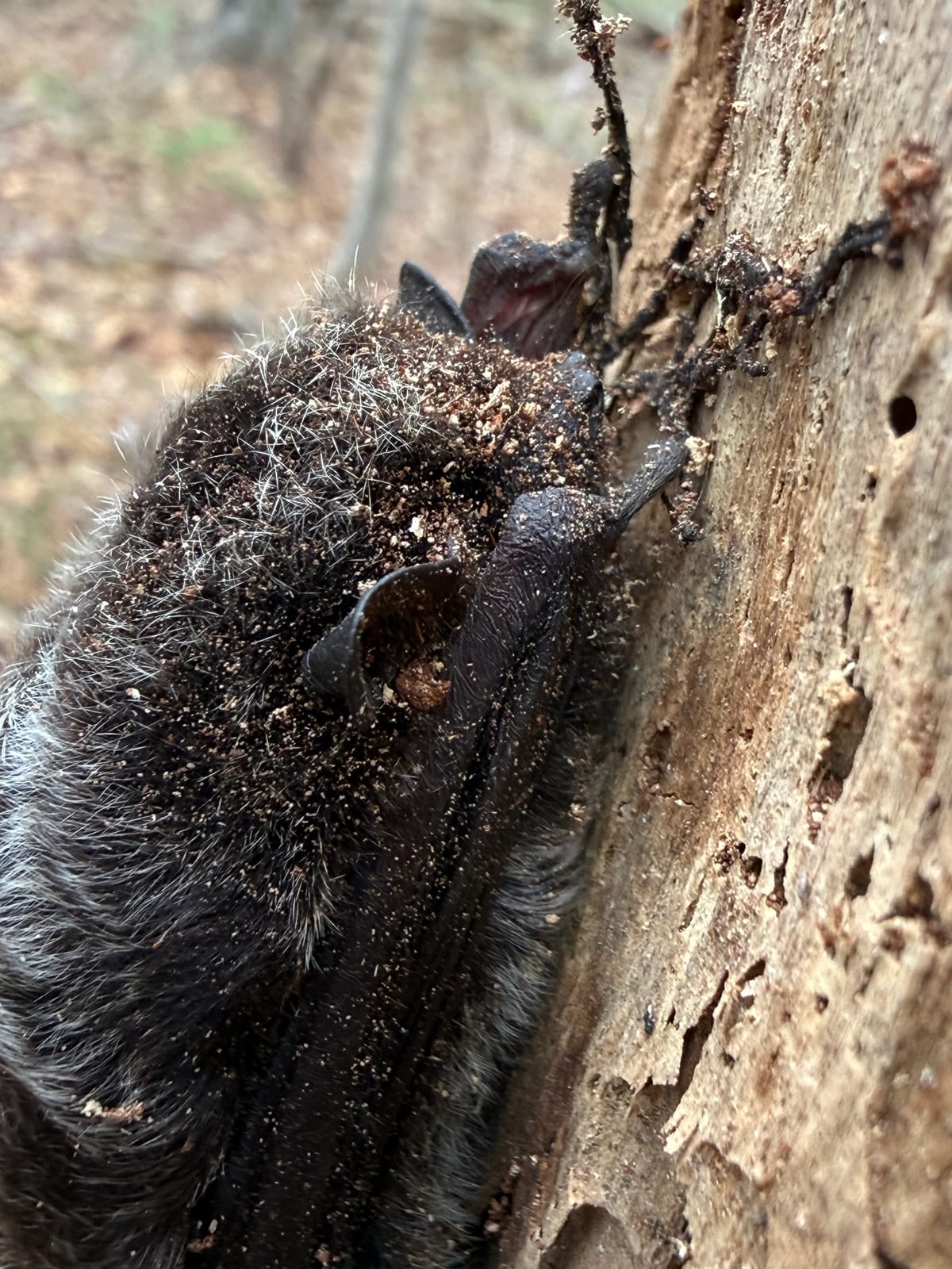 Silver-haired bat roosting against bark