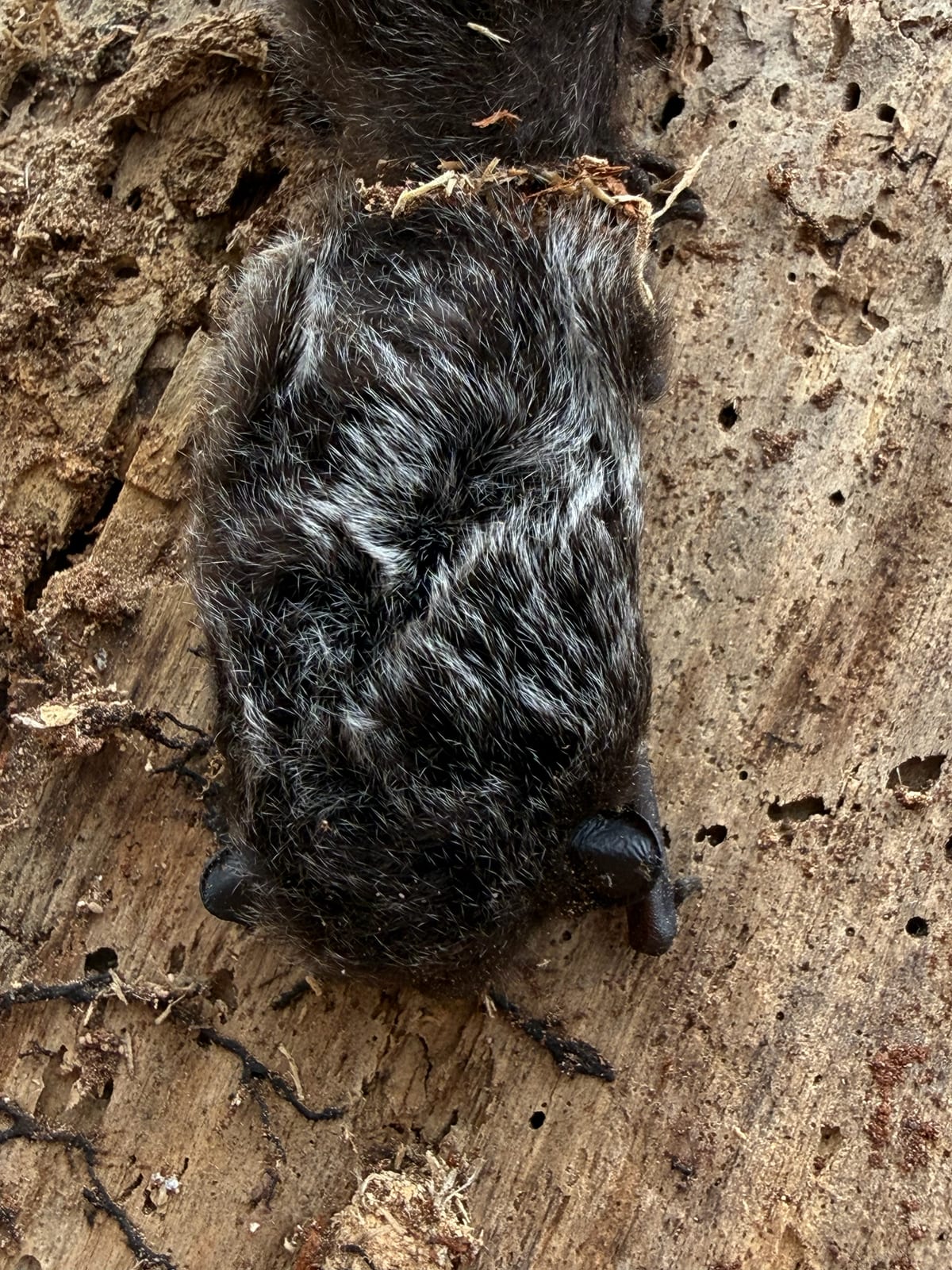 Silver-frosted back of a silver-haired bat