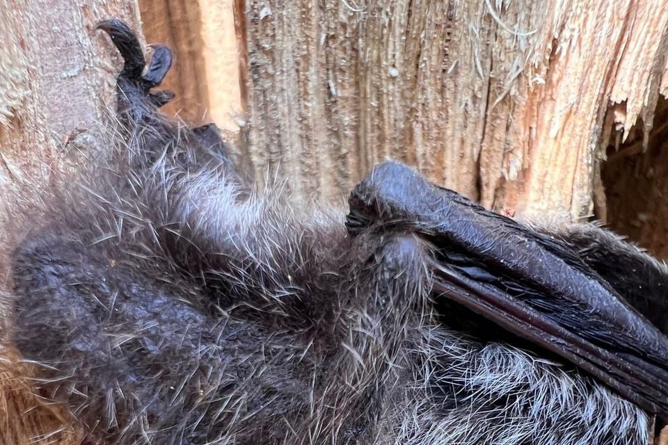 Silver-haired bat tucked into loose bark