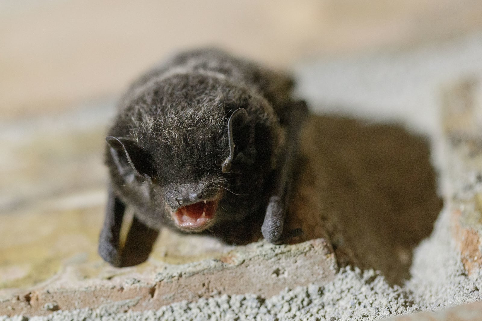 Live silver-haired bat perched on a rock face