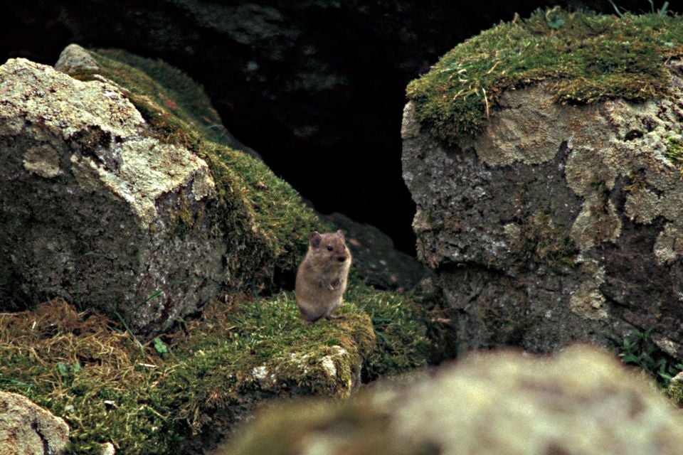 Microtus miurus