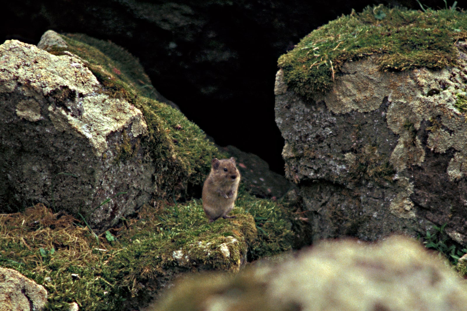 Microtus miurus