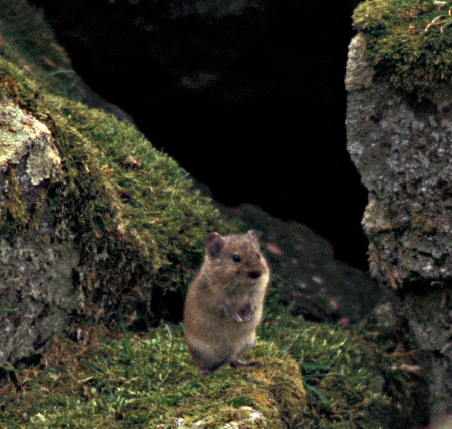 Microtus miurus-GrosPlan