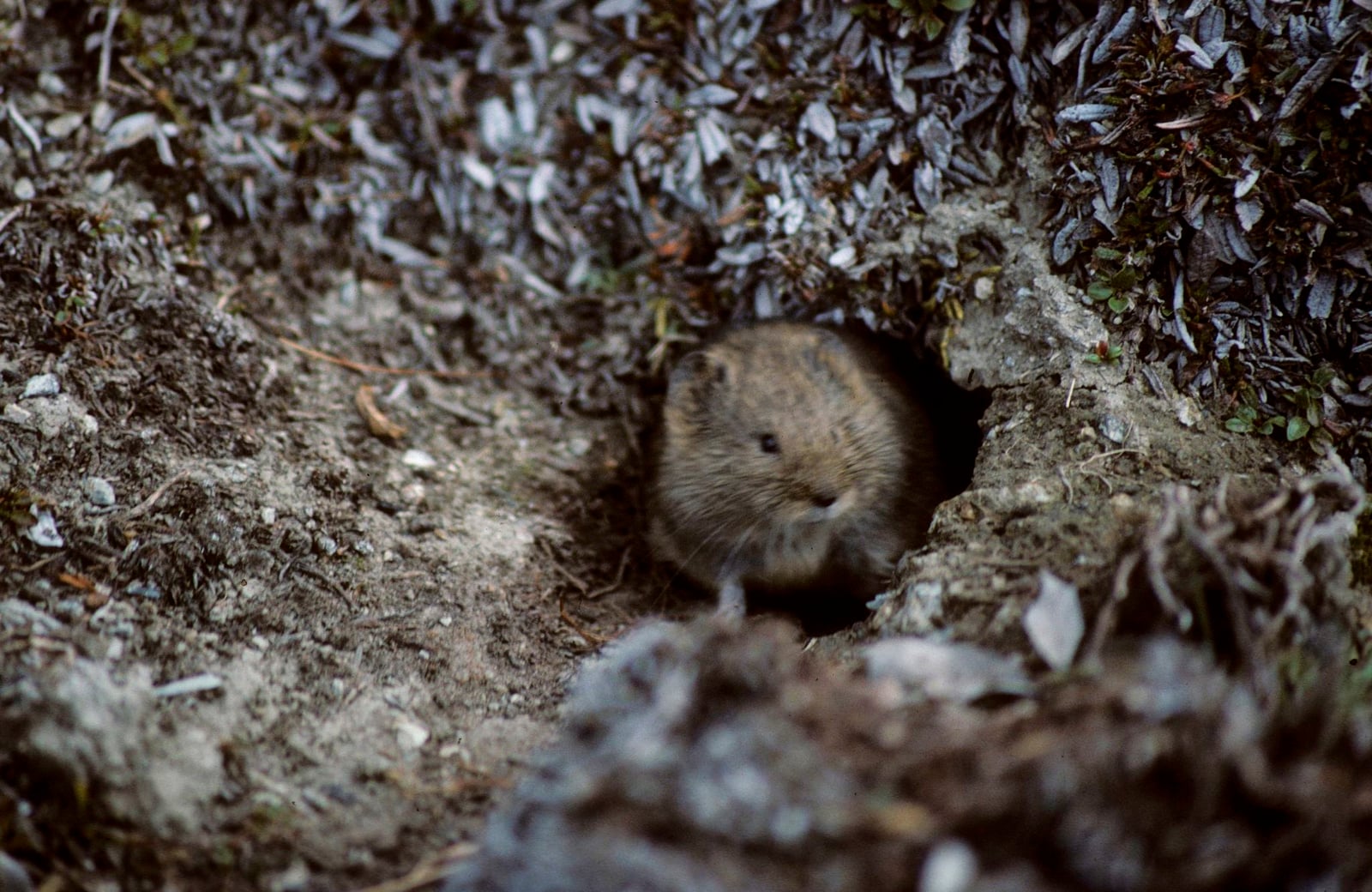 Live singing vole peering out from a burrow entrance in bare tundra soil
