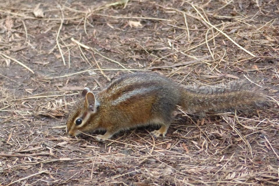Siskiyou Chipmunk iNaturalist