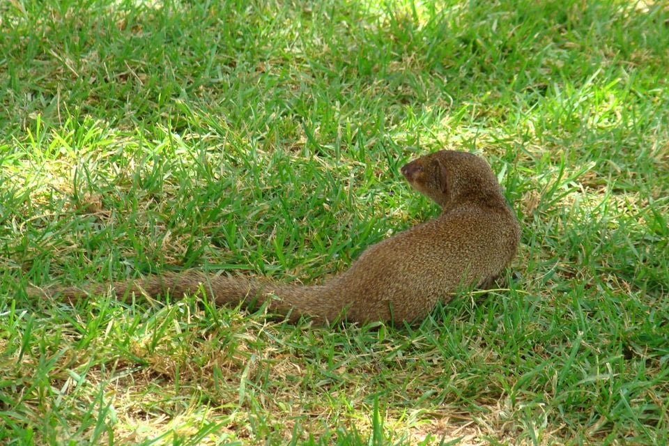 Mongoose (1057759548)