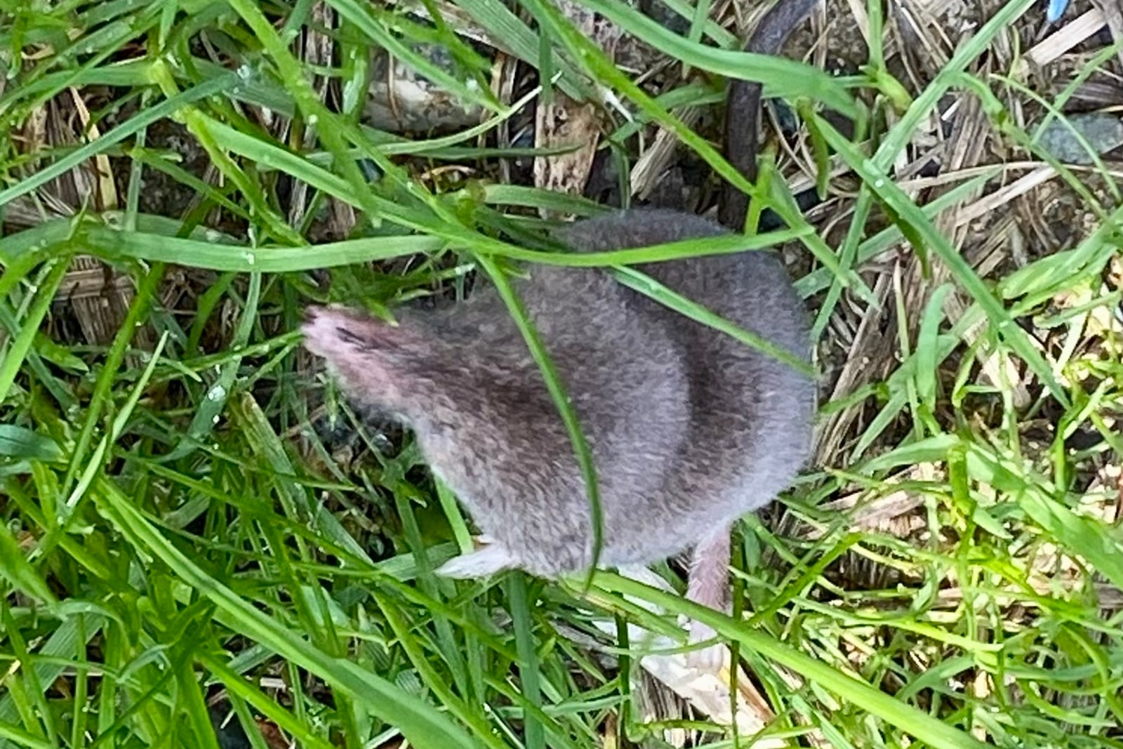 Smoky shrew moving through dense green grass