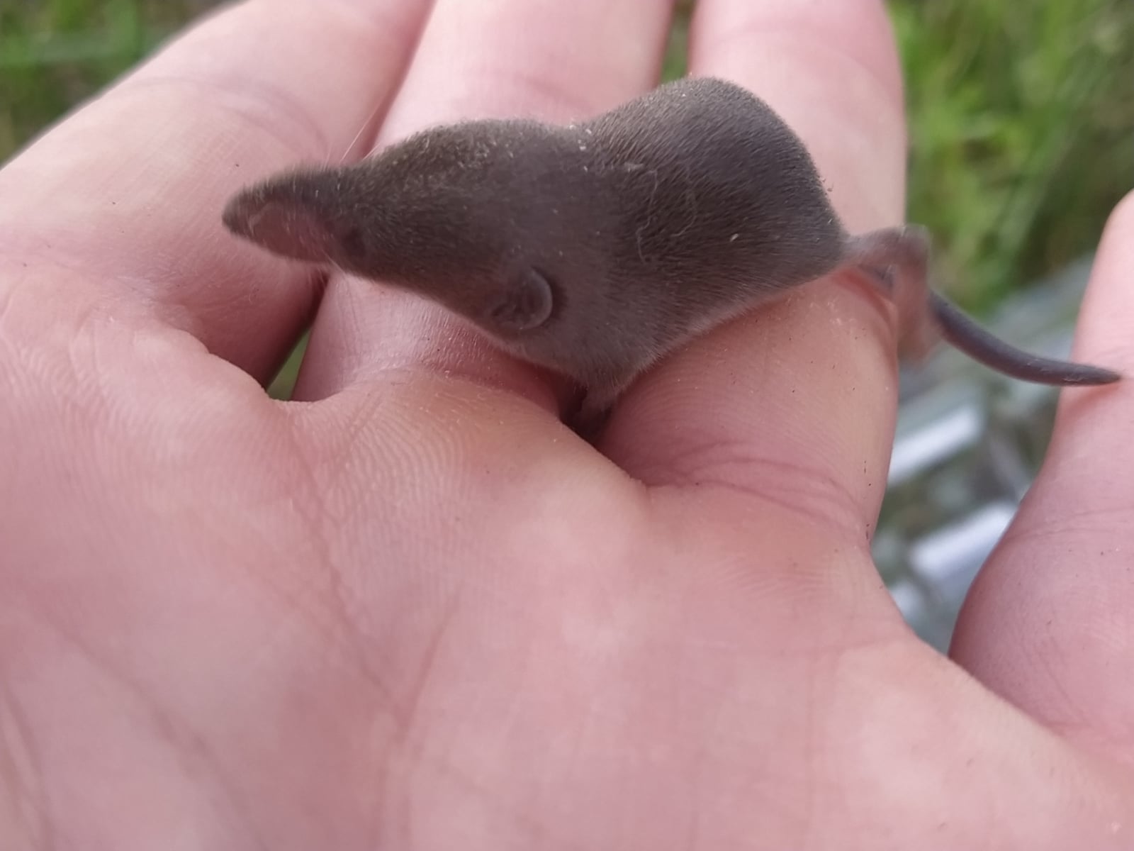 Smoky shrew resting calmly in a person's cupped hands