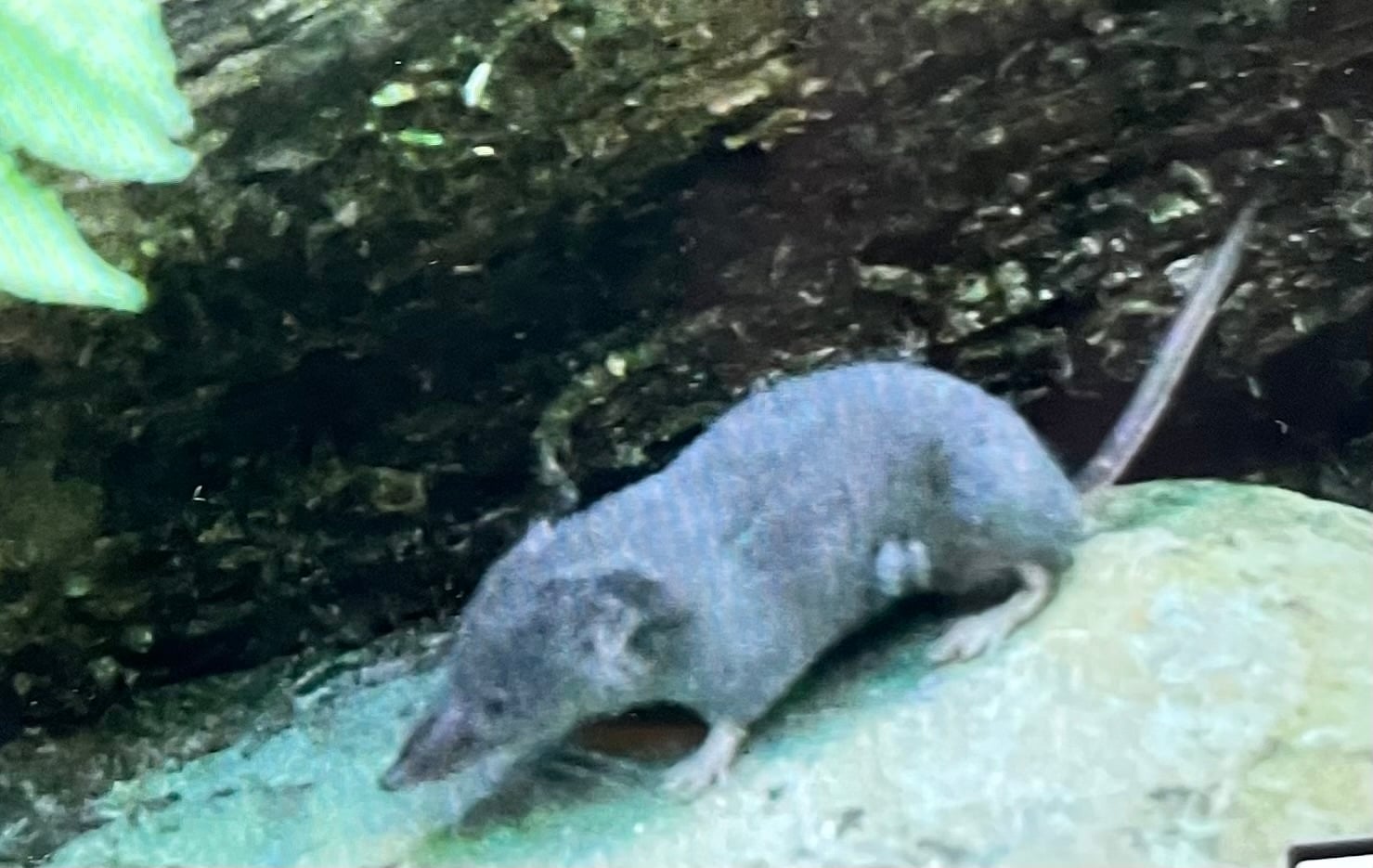 Live smoky shrew with gray-brown fur walking along a wet rock