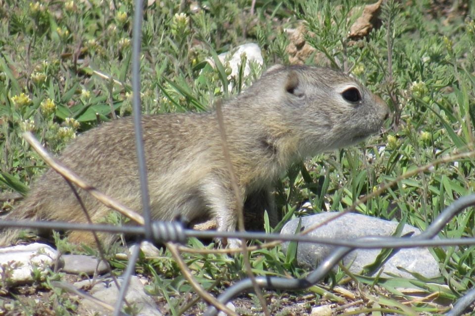 Urocitellus idahoensis artemesiae