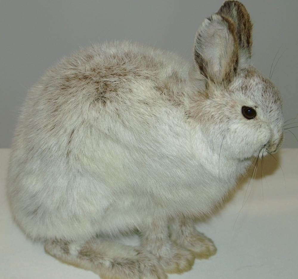 Lepus americanus 0zz
