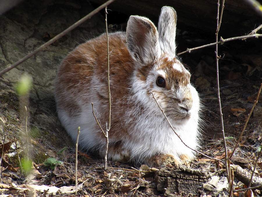 Live snowshoe hare in brown summer coat sitting under low branches
