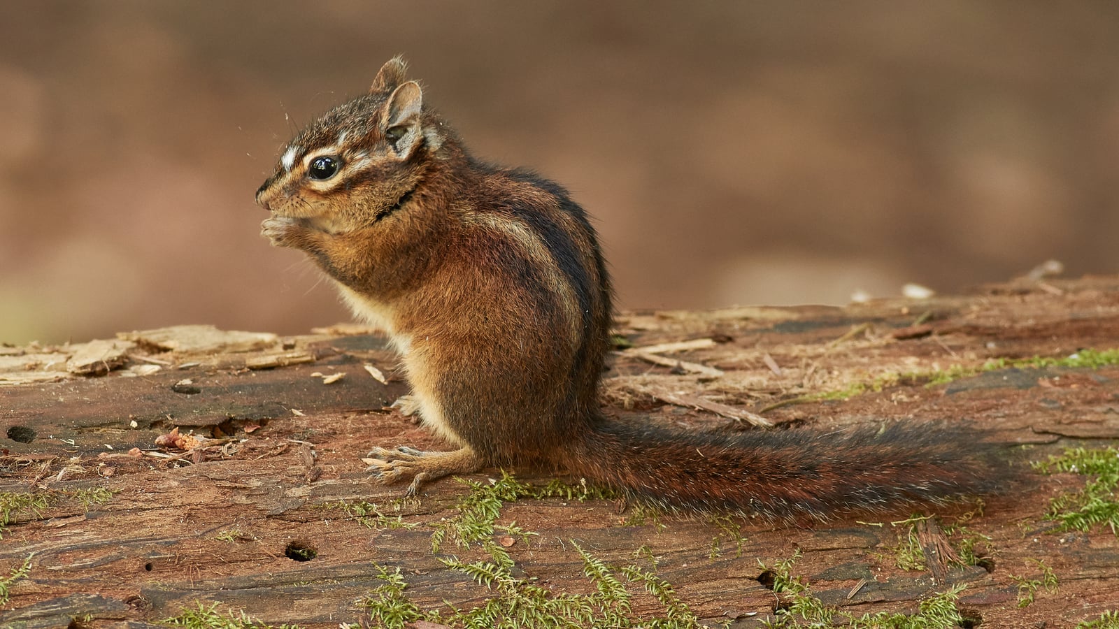 Sonoma chipmunk perched alert on a mossy log with a tan winter coat and dark eye stripe