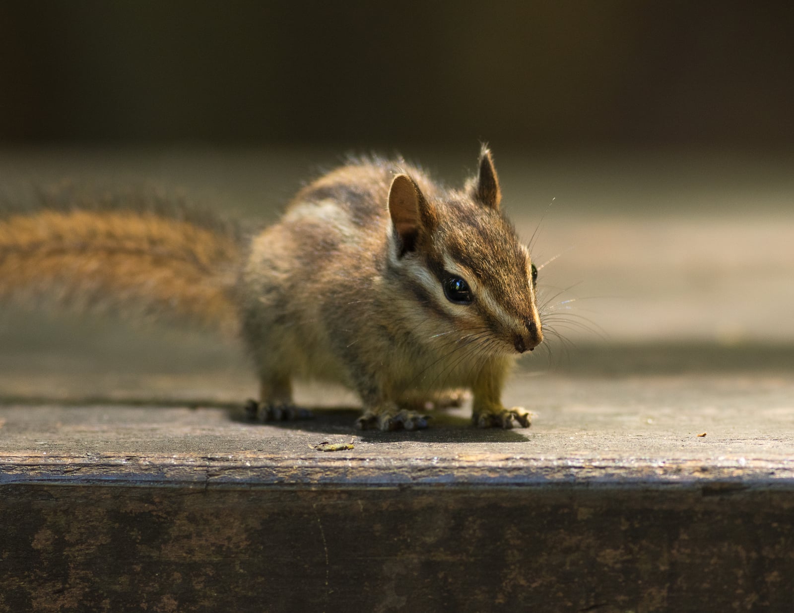 Close-up of a Sonoma chipmunk on a wooden deck with tail curved forward in low evening light
