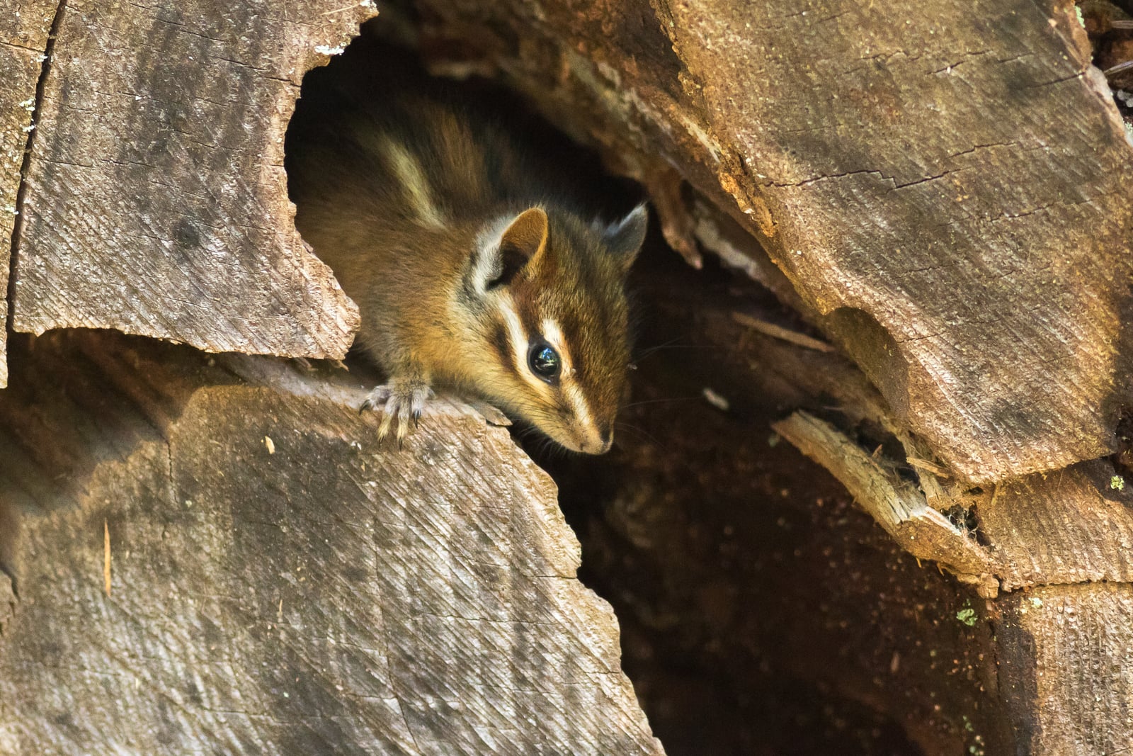 Juvenile Sonoma chipmunk peeking out from a crevice in a hollow log