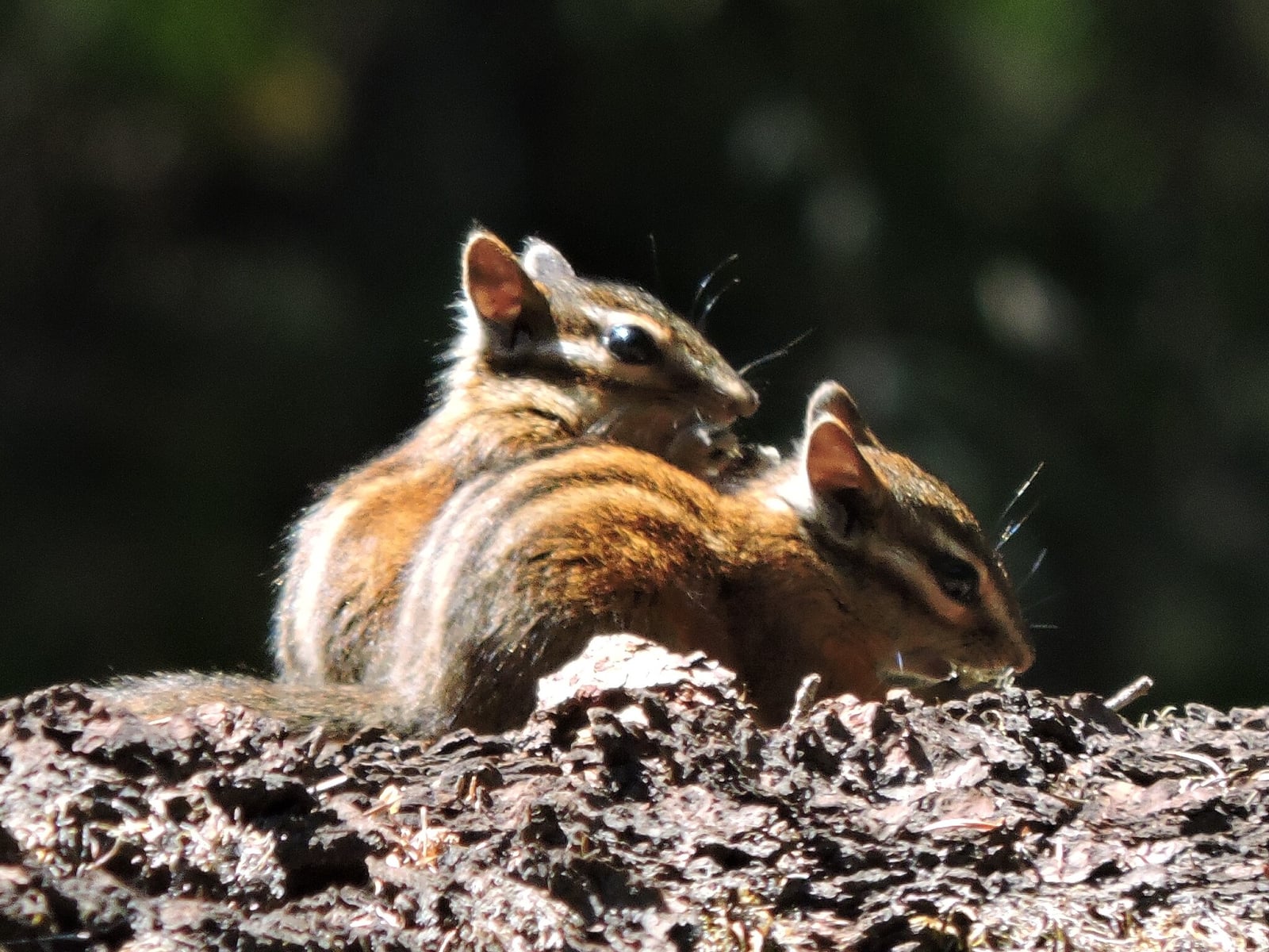 Two Sonoma chipmunks grooming together on a mossy log in dappled sunlight