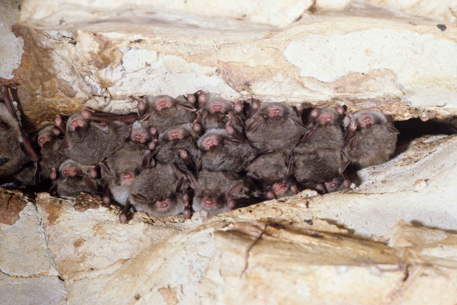 Hibernating southeastern myotis (14220247660)