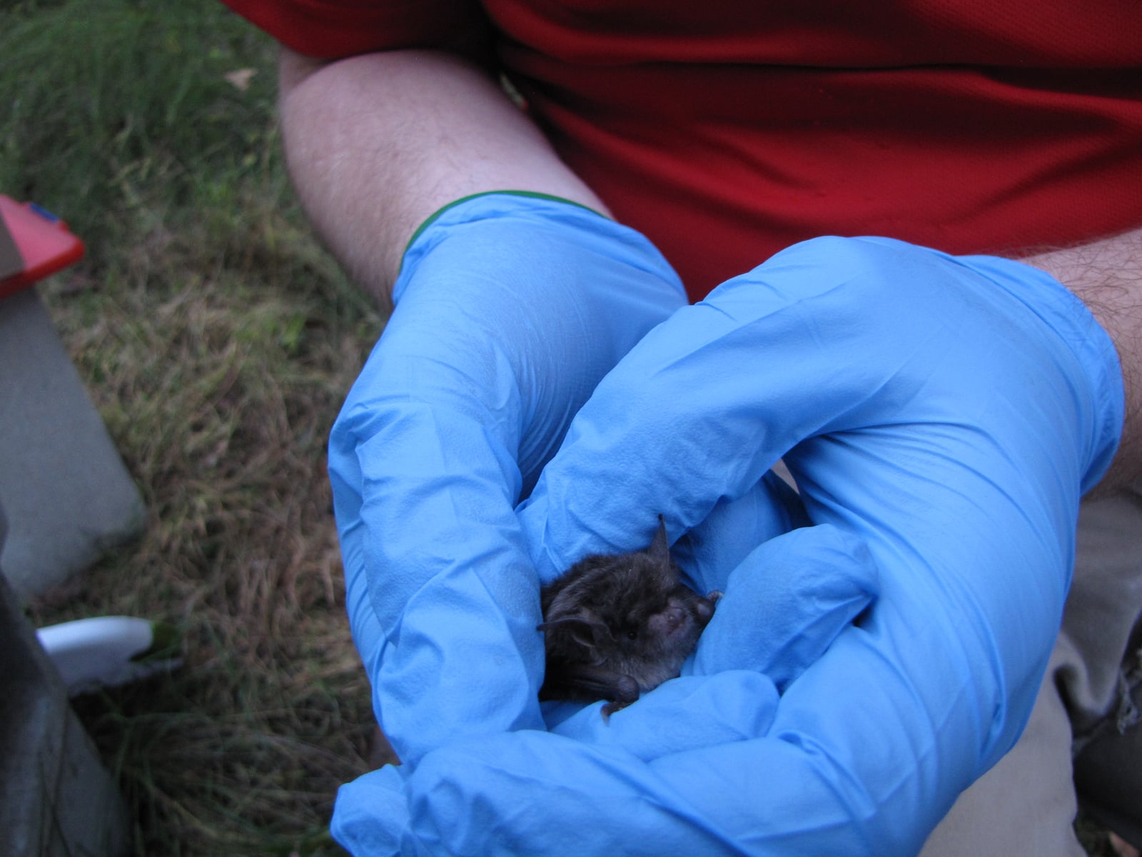 Southeastern myotis (Myotis austroriparius) from a colony of Rafinesque's big-eared bats