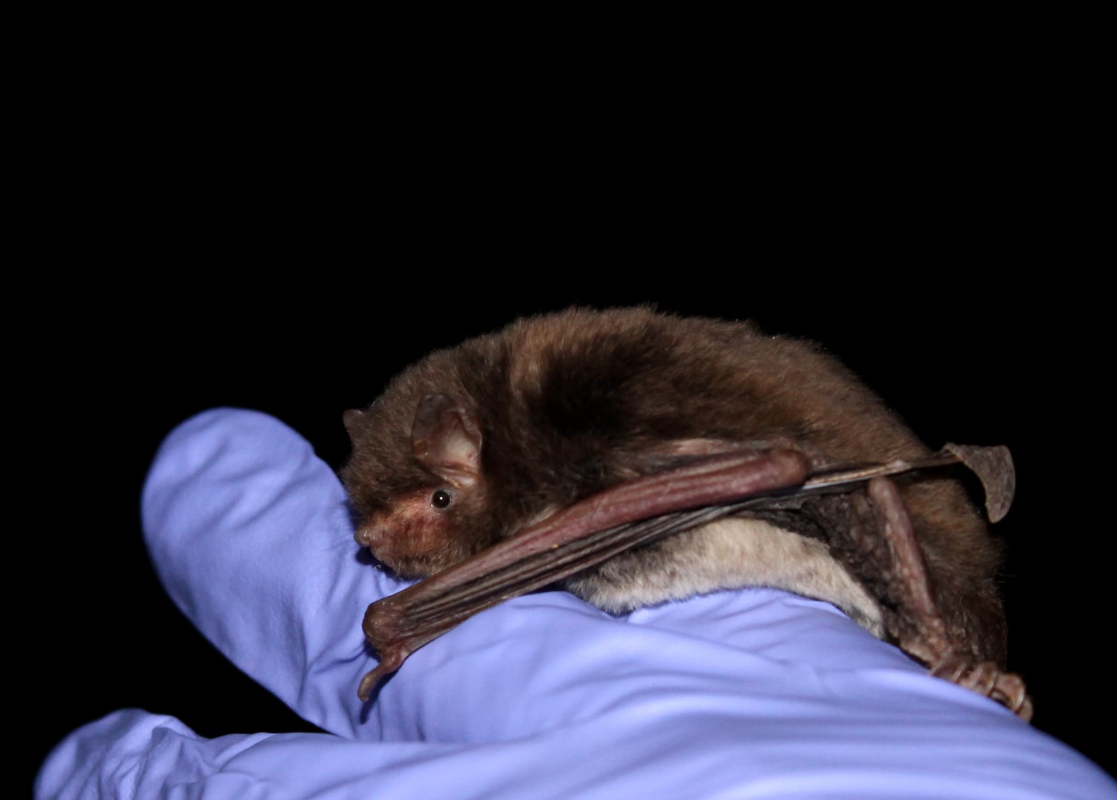 Southeastern Myotis