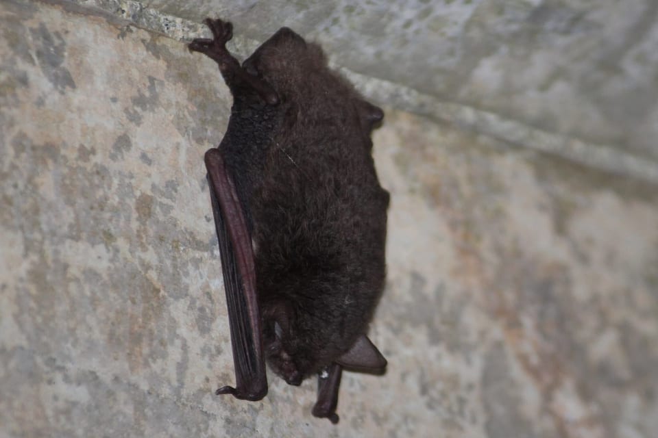 Southeastern Myotis (Myotis austroriparius)