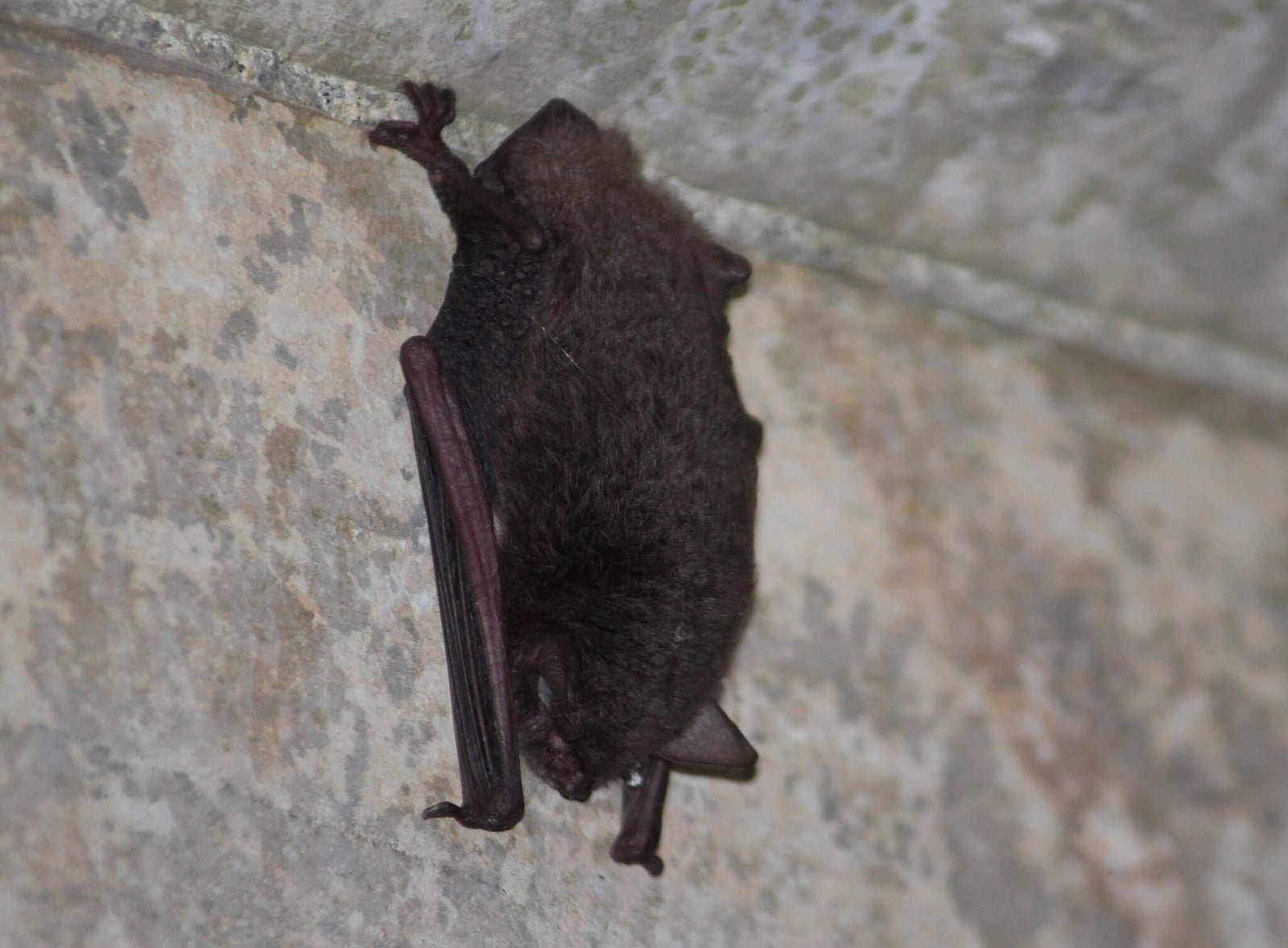 Southeastern Myotis (Myotis austroriparius)