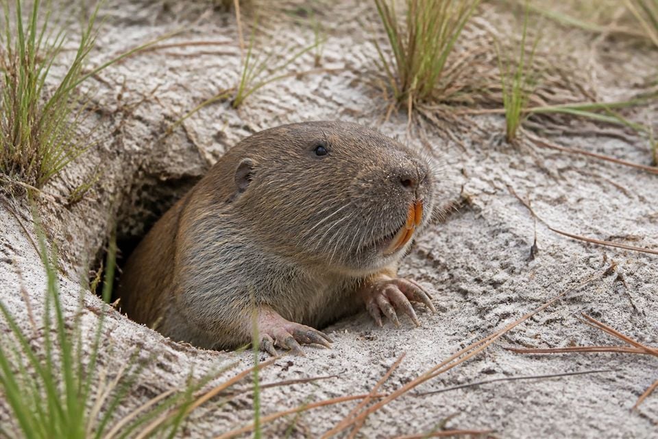 AI-generated image: Southeastern pocket gopher half-emerged at its sandy burrow entrance, orange incisors and digging foreclaws visible. No public-domain photograph of this species exists. This image was generated with AI from verified reference material and reviewed by our editorial team for accuracy