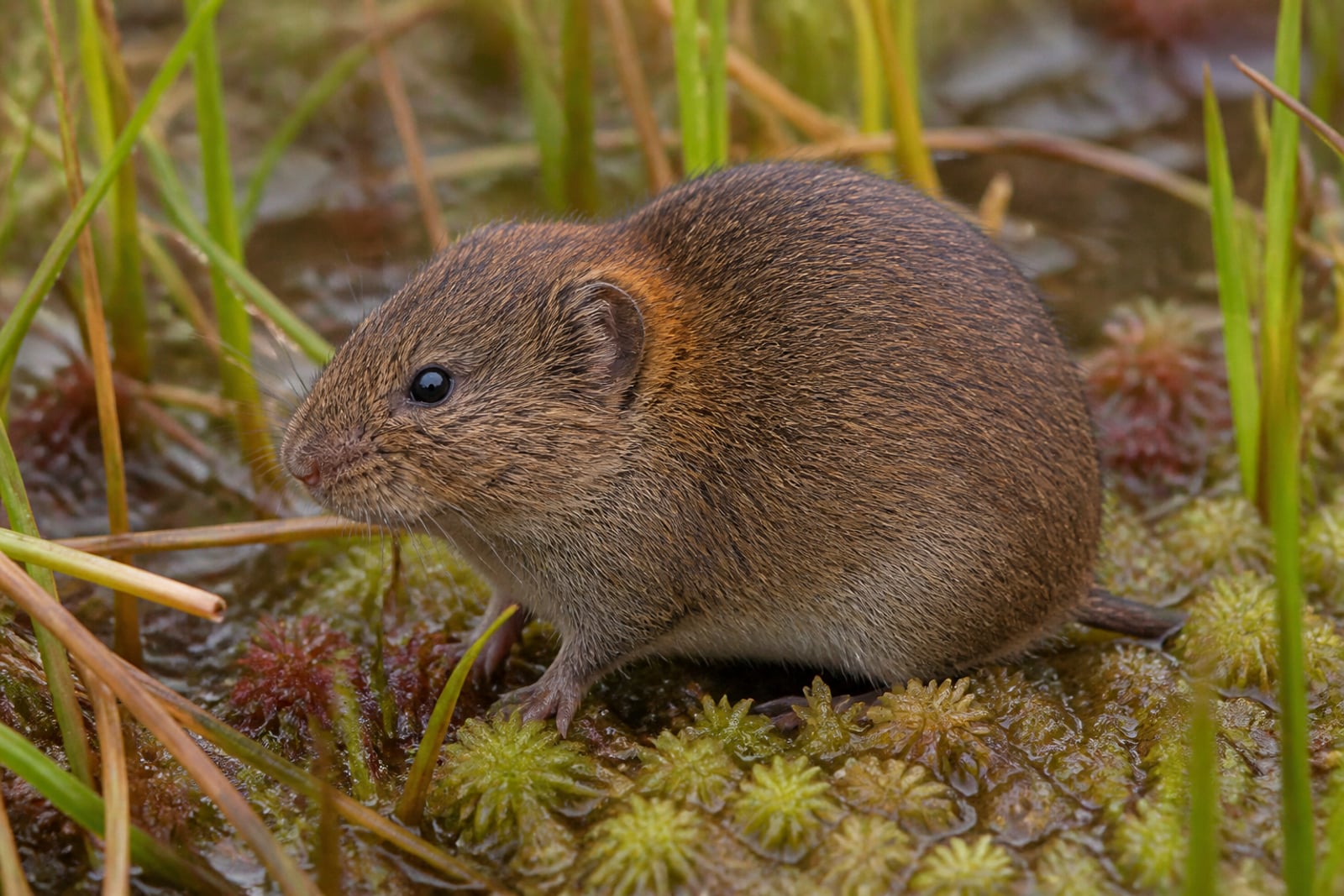 AI-generated image: Southern bog lemming alert among wet sedges and sphagnum at a bog edge. No public-domain photograph of this species exists. This image was generated with AI from verified reference material and reviewed by our editorial team for accuracy