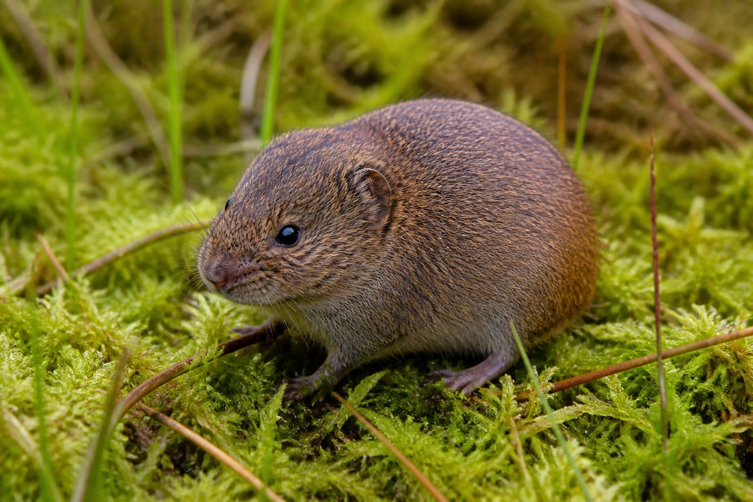 AI-generated image: Southern bog lemming sitting on sphagnum moss. No public-domain photograph of this species exists. This image was generated with AI from verified reference material and reviewed by our editorial team for accuracy