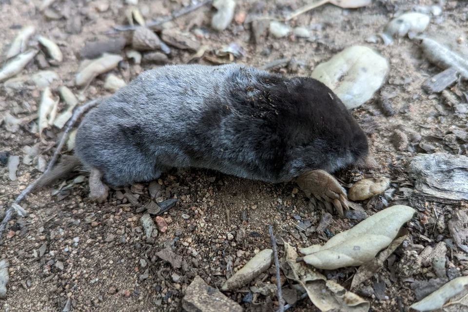 Live southern broad-footed mole walking on bare soil, broad pale forepaw visible